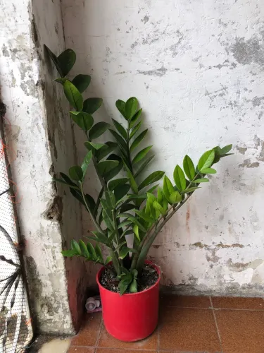zamioculcas