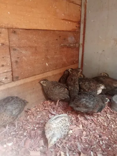 Vende filhotes de codorna gigante 