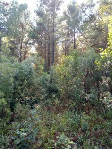 Fazenda pega tudo em Rubis, Eucalipto e Pinus no Paraná, 17 mil hec, R$:4 bilhões.