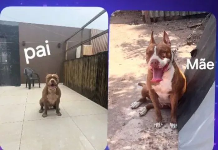 Vendo filhotes de Pitbul american Bully com Pit monster 
