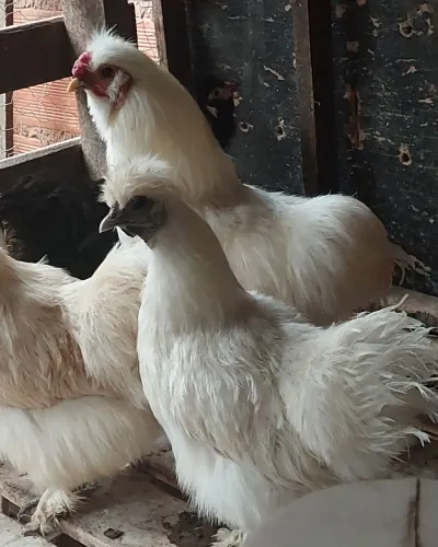 Galinhas sedosas do Japão 