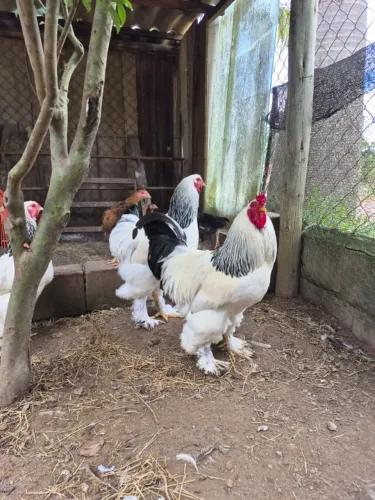 Brahma - Ovos Férteis, Pintinhos e Frangos | Raça Pura