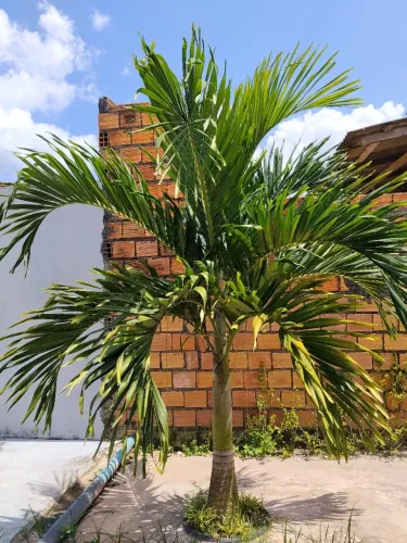 Palmeira
