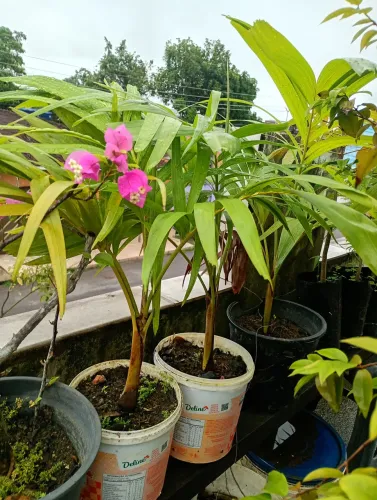 Palmeira mini imperial 