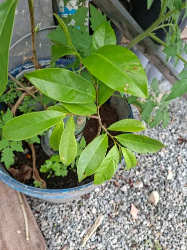 Graviola 