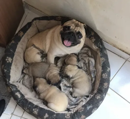 Doaçao de cachorros
