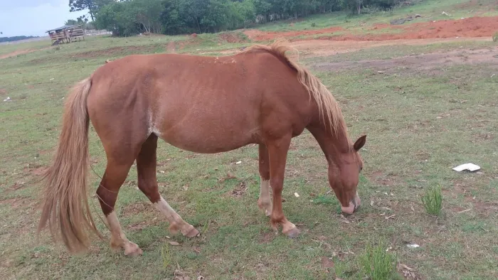 Égua linda demais mança de criança.
