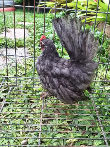 Galo galinha garnisé garnizé Nagasaki nagazaki Carvoeiro