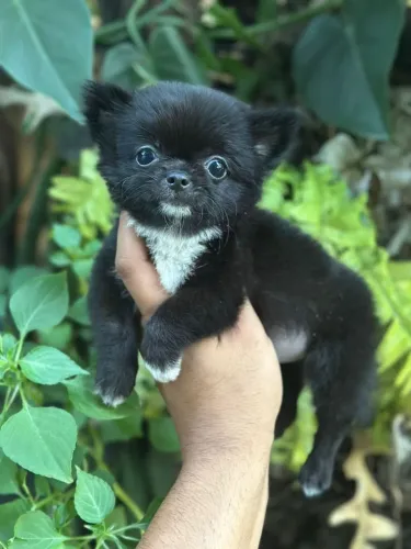 Chihuahua Black white Fêmea