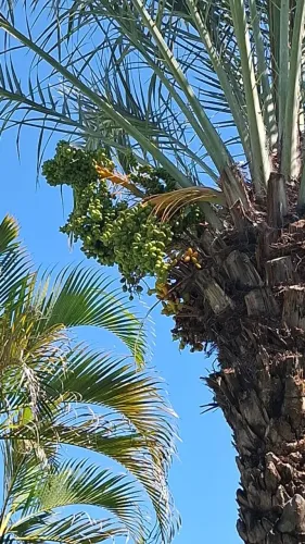 Tamareira