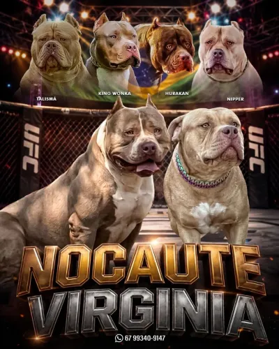 Filhote de pit monster