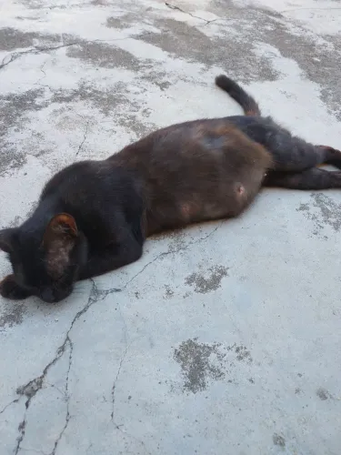 Gatinha para ADOÇÃO Favor LEIA O ANÚNCIO 