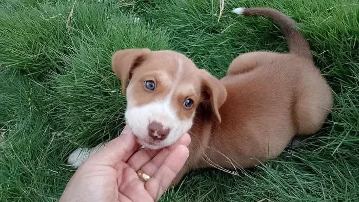 Vendo filhotes de Pitbull macho 200 fêmea 300