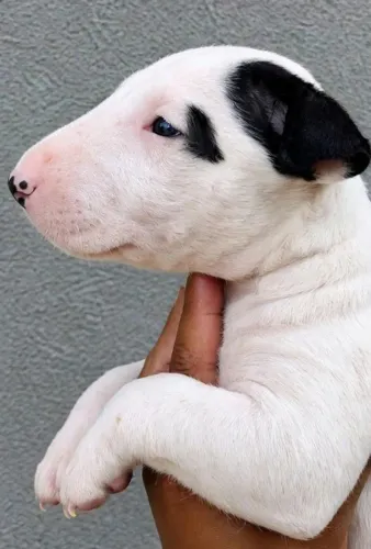Bull Terrier