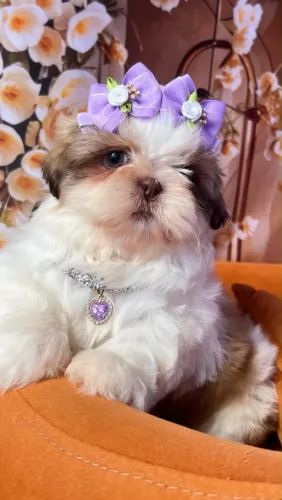 Filhotes Shih Tzu - Pronta Entrega
