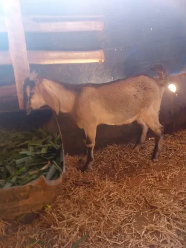 Cabras