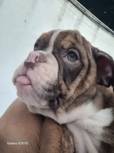 Bulldog Inglês