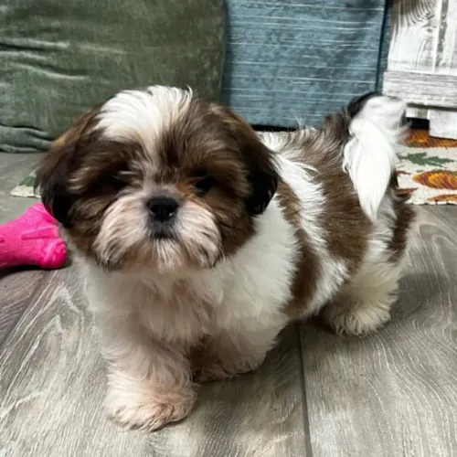 Shih Tzu Um filhote cheio de ternura esperando por você
