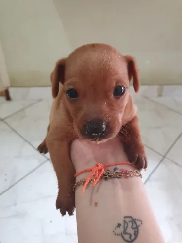 Filhote de Pinscher n°2 so restou 1 fêmea 