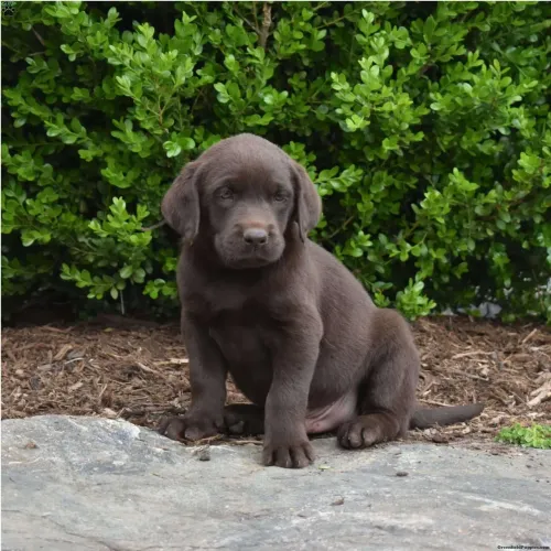Labrador Chocolate | Filhotes com excelente saúde