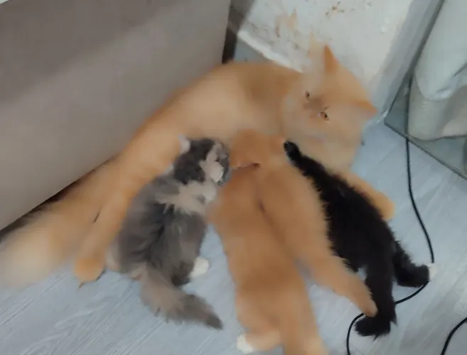 Gato persa filhotes disponíveis