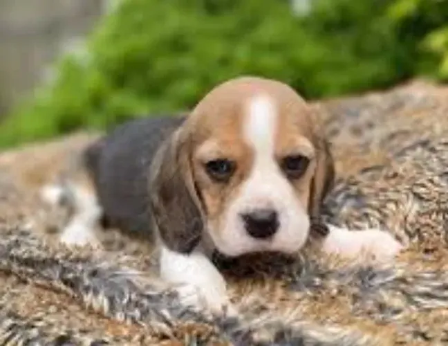 Beagle Mini Filhotes Brincalhões Amáveis.