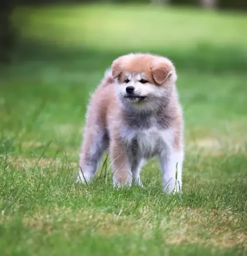 Akita Inu,Akita Inu Filhote Linda Linhagem Disponível