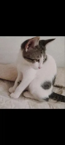 Gatinhas Para Adoção