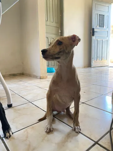Filhote para doação