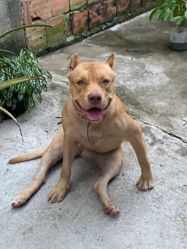 DOAÇÃO DE PIT MONSTER