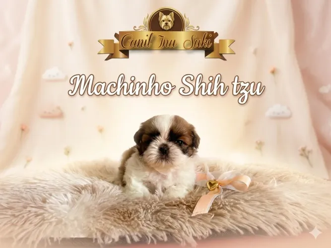 Machinhos Shih tzu com pedigree