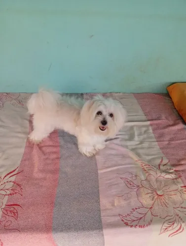 Maltês pra vender fêmea