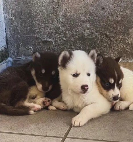 Filhotes Husky Siberiano - Alto Padrão