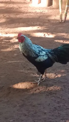 Galinhas e Galos