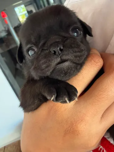 Filhote de pug