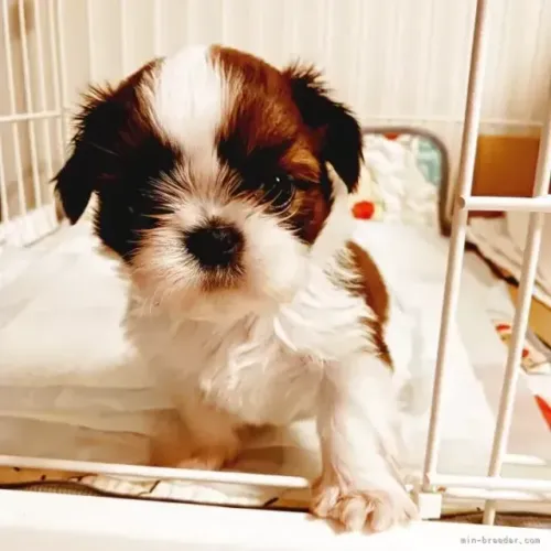 Cão de companhia Shih Tzu/ Shitzu focinho curto vacinados filhotes macho e fêmea