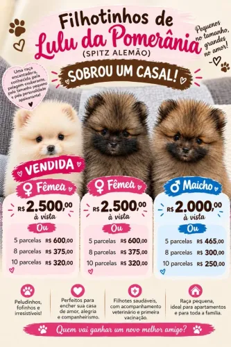 Venda de Filhote Spitz Alemão/Lulu da Pomerânia
