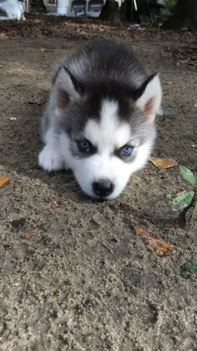 Filhote Husky Siberiano Fêmea de Aparência Encantadora pronta entrega