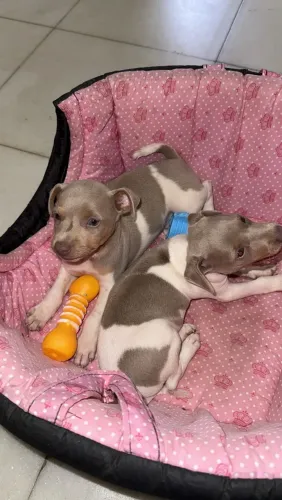 Fox paulistinha com pedigree CBKC - Terrier brasileiro filhote puro