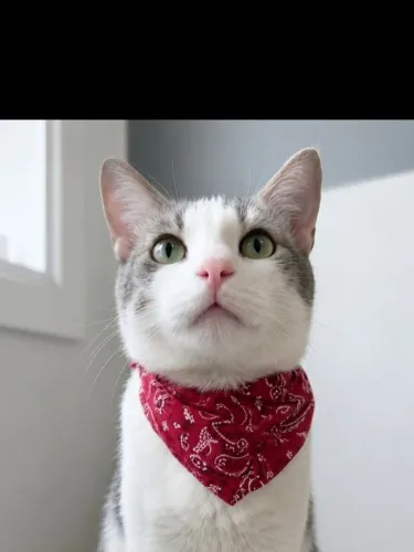 Gatinho para adoção
