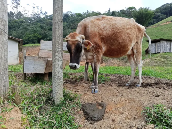 Vaca leiteira
