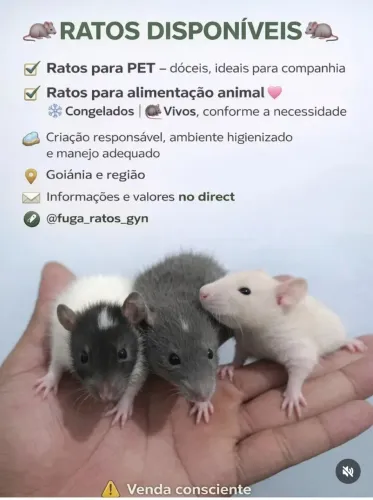 Ratos twister 
