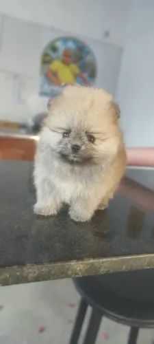 Vendo sptz alemão fêmea anão?