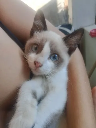 doação de três gatos filhotes 