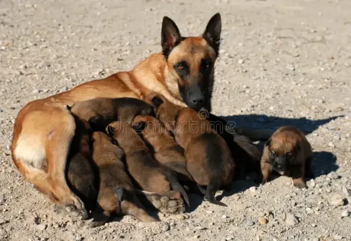 pastor x labrador