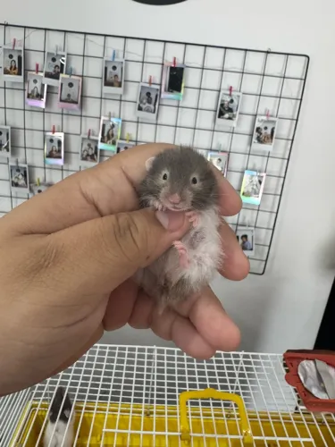 Hamster sírio