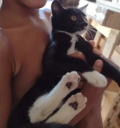 NÃO COMPRE! ADOTE!!!