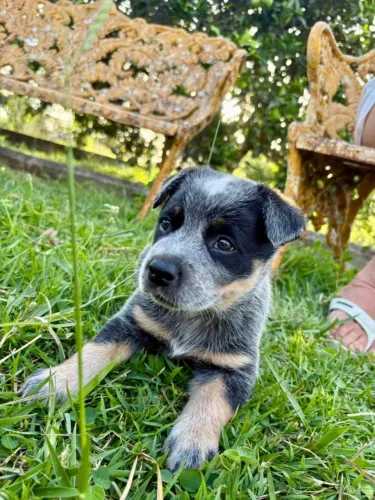 Cadela - Blue Heeler (Boiadeiro Australiano)