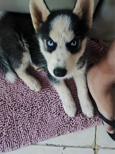 Husky Siberiano