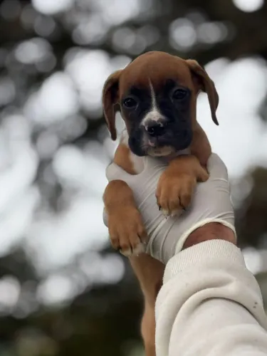 Boxer Fêmea a pronta entrega no canil. 
